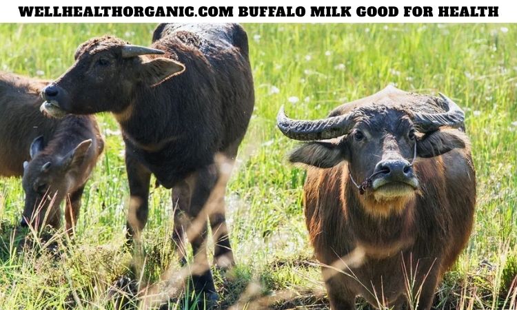 Wellhealthorganic.com Buffalo Milk Good for Health